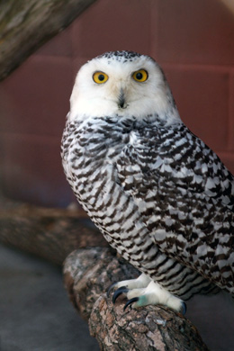Snowy Owl - Female copy