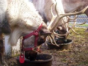 Reindeer_Eating