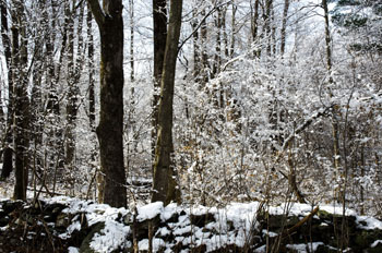 woods_2012_first_snow copy