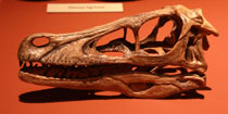 Velociraptor_Skull_Web