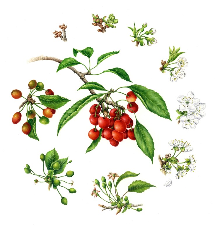 Betsy_R-Knox-_Cherry