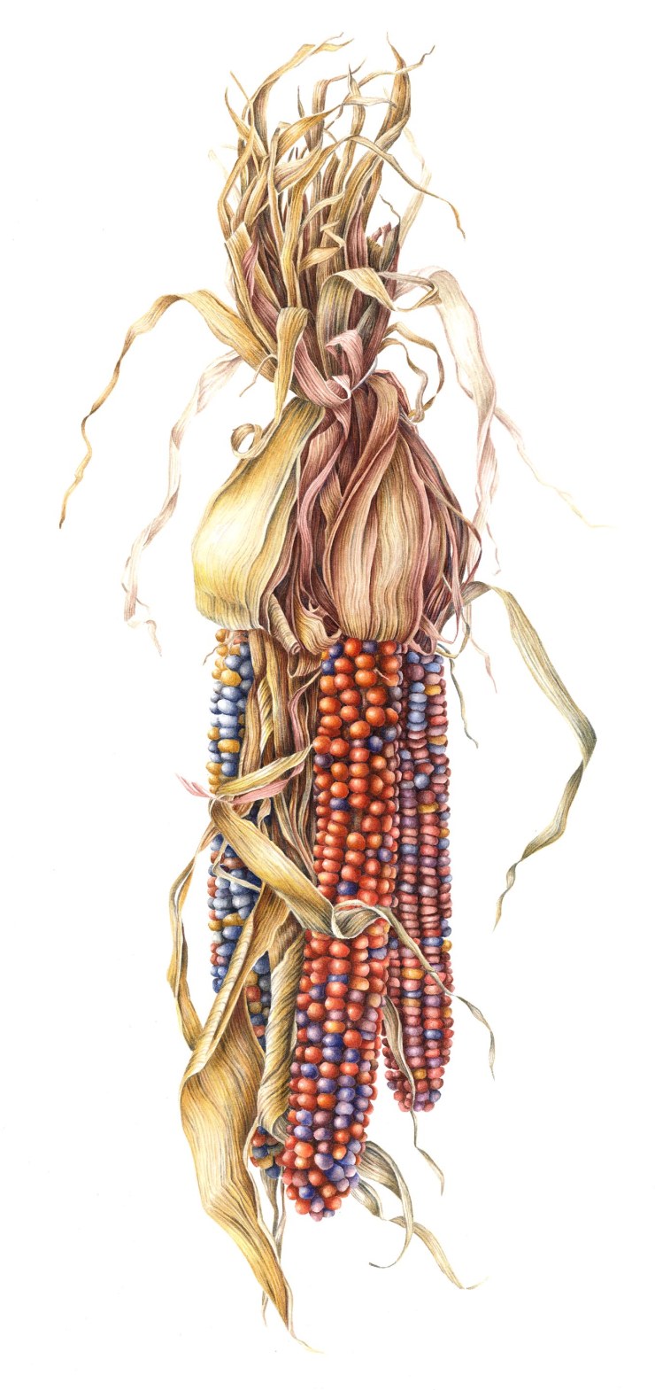 Betsy_R-Knox-_Indian_Corn