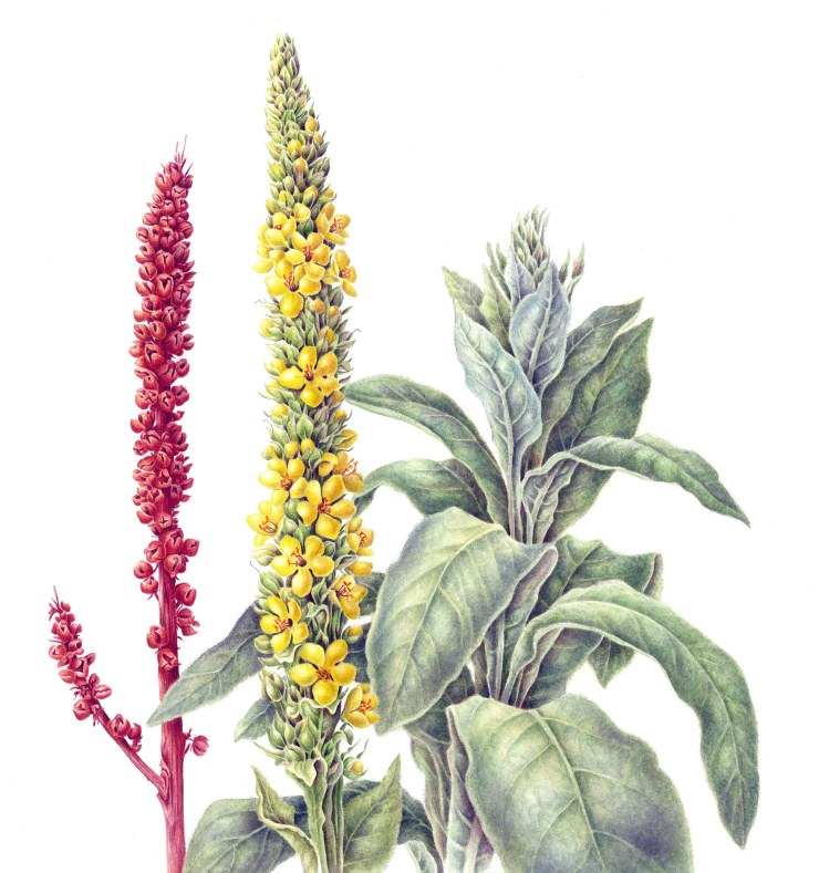 Betsy_R-Knox-Common_Mullein