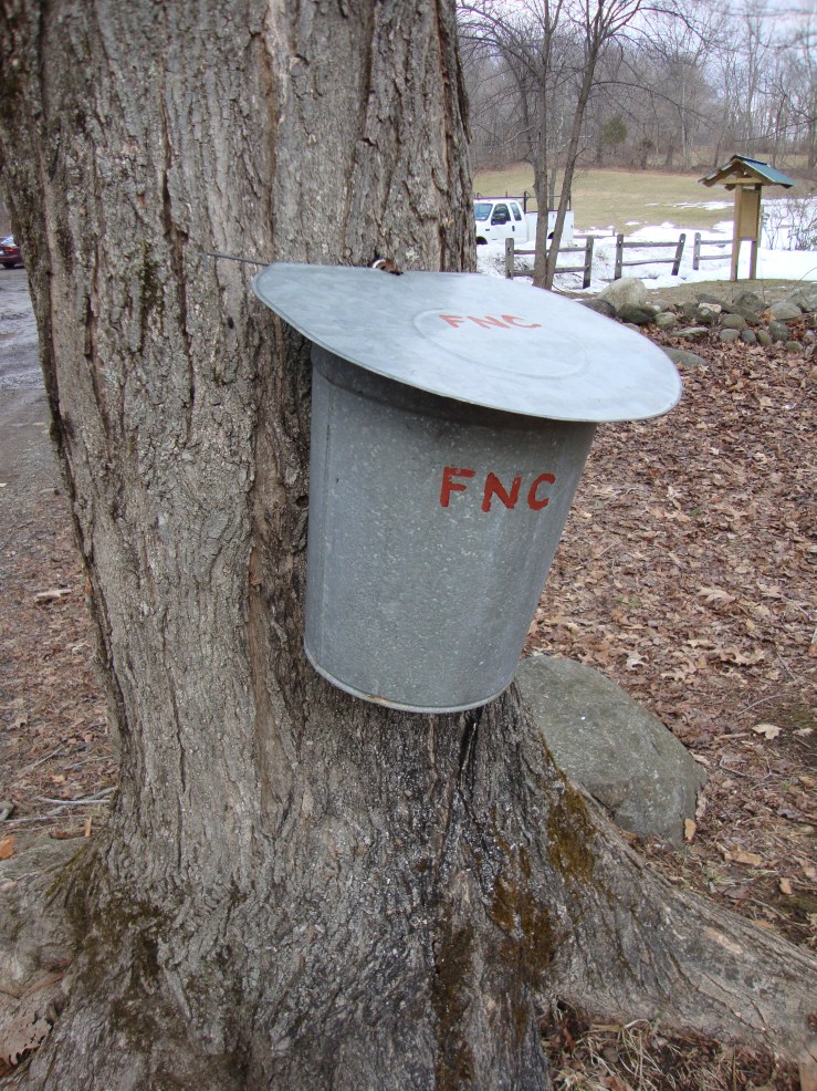 Trees are being tapped...