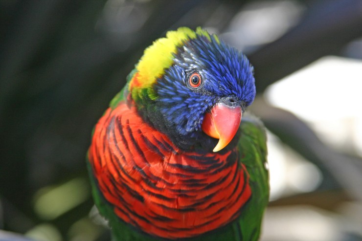 Aquar.lorikeet