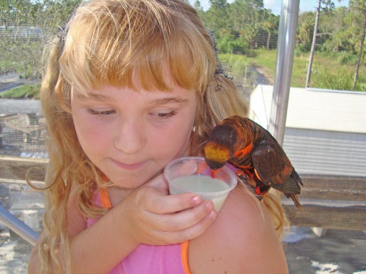 Aquar.lorikeet_feeding