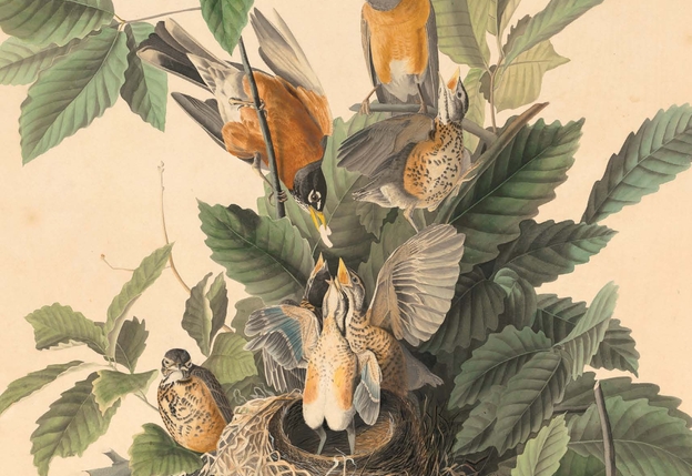 Birds of New England 