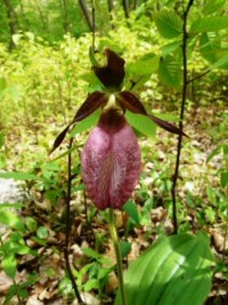 Lady Slipper 