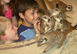 meercats and kids copy