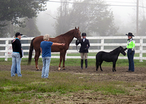 Horse Show, courtesy Goshen Fair