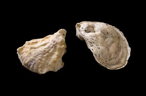 Eastern Oyster Eastern Oyster Crassostrea virginica Bruce Museum Collection Photo by Paul Mutino