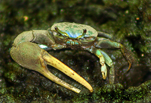 Fiddler Crab at the Maritime Aquarium Norwalk