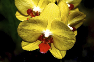 OWL-_Sue_Kennedy_1__Mar-Apr_2014