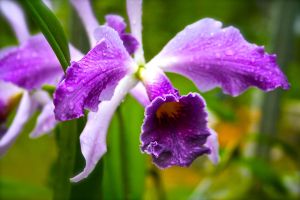 Blue Cattleya