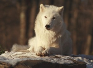 atka_2-46d722f414
