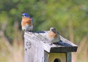 Bluebirds