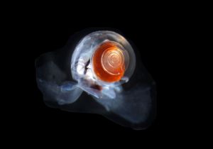 Sea butterfly (Thecosomata)  Photo by Larry Madin © Woods Hole Oceanographic Institution  