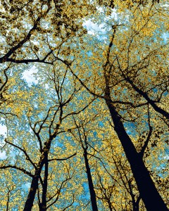 Gathering Nancy Woodward