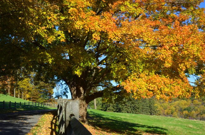 kent road and foliage