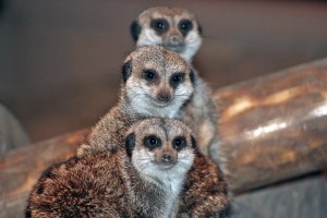 Aquar.Meerkats.hiatus