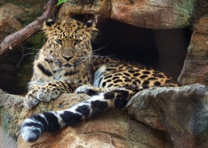 Amur Leopard