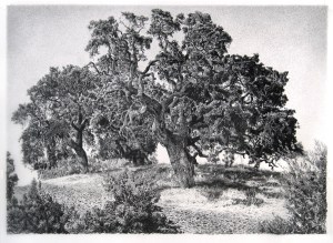 LIVE OAKS