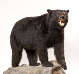 2010.06_Black Bear 3