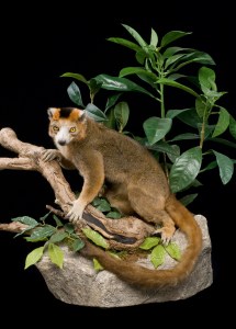 Lemur Crowned lemur, Eulemur coronatus  Specimen courtesy Duke Lemur Center Bruce Museum Collection Photograph by Paul Mutino 