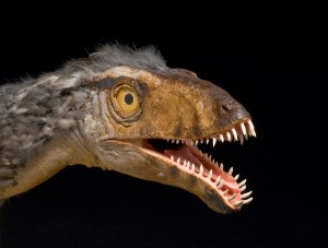 Masiakasaurus Masiakasaurus knopfleri, a small predatory dinosaur with unusual teeth Model created by Sean Murtha Photograph by Paul Mutino 