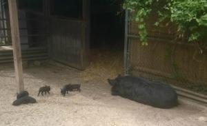 Olivia rests while her 6 piglets frolic in the New England Farmyard.