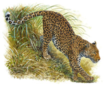 Indochinese_Leopard_web