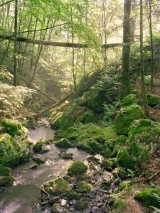 Mianus.2012.331099.2.43