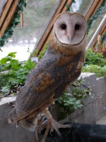 Millie-the-Barn-Owl-150x200
