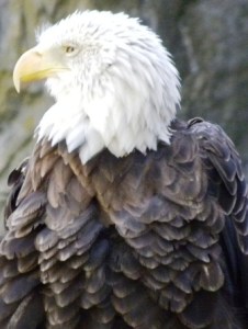 eagle