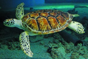 A green sea turtle "flies" through its exhibit in The Maritime Aquarium at Norwalk.