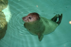 The harbor seals are among the most popular creatures at The Maritime Aquarium at Norwalk. See them demonstrating entertaining natural behaviors at the three daily feeding times: 11:45 a.m. and 1:45 & 3:45 p.m. daily.