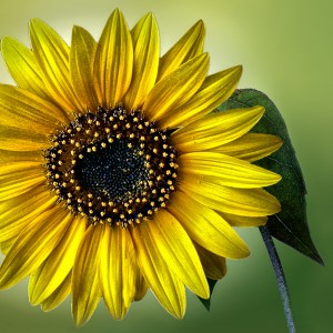 Judy_Secco_Sunflower