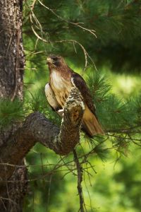 12052618_919840728064745_4383070315949250333_o