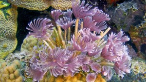 aquar-imax-secret-ocean-anemone