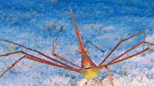 aquar-imax-secret-ocean-arrowcrab