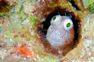 Goby, Papua New Guinea