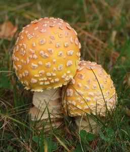 october-8-fungus-among-us