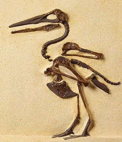 One of the toothed birds from Kansas, Ichthyornis dispar, Cretaceous Period (80 million years ago), that was early evidence of the dinosaur-bird link. Photo credit: Robert Lorenz