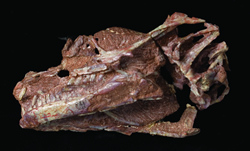 Anchisaurus (formerly Yaleosaurus), a dog-size herbivorous dinosaur from the Jurassic Period (200 million years ago), discovered in 1891 in Hartford County, Connecticut. Photo credit: Robert Lorenz