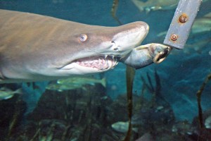 aquar-shark-feeding-5