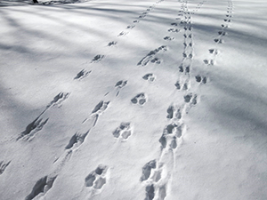 animal-tracking-photo