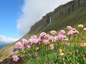 thrift-with-waterfall-in-djupavik