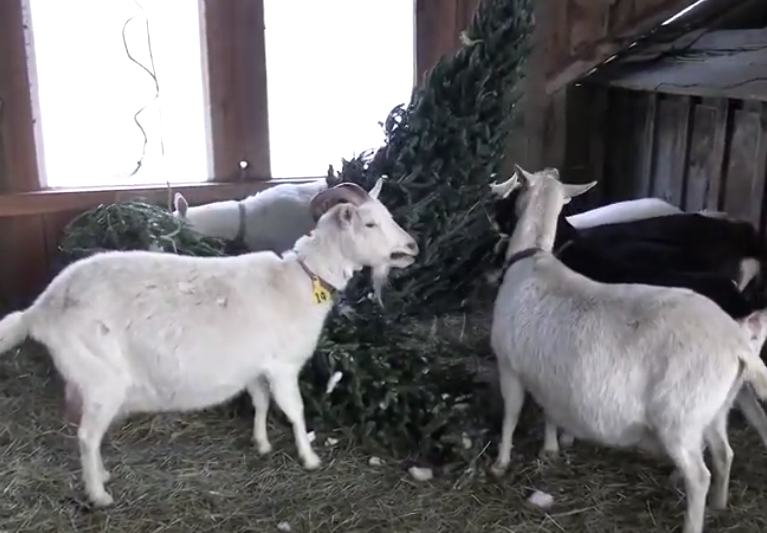 Screen Shot 2021-04-01 at 2.14.13 PM