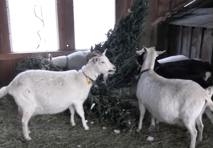 Screen Shot 2021-04-01 at 2.14.13 PM