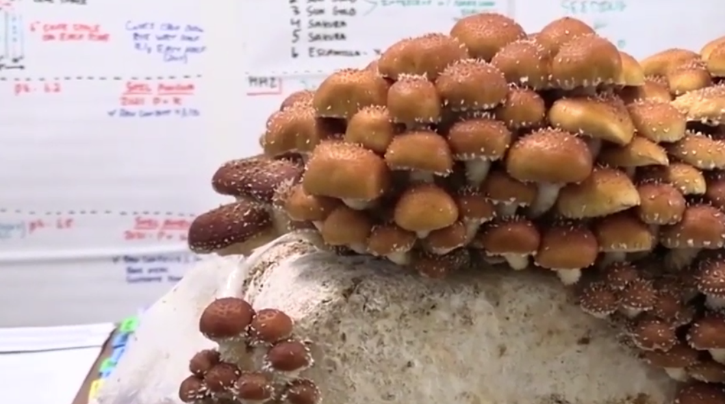 Screen Shot 2021-04-01 at 2.26.14 PM